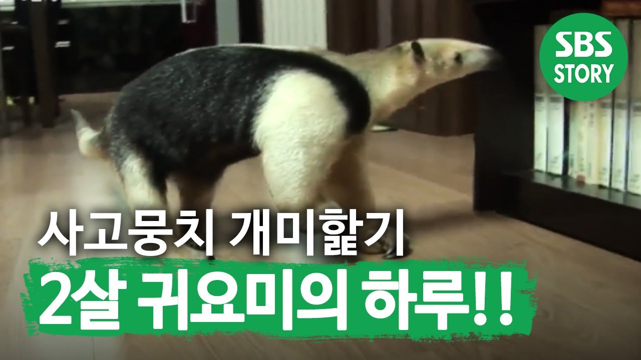 사고뭉치 &lsquo;개미핥기&rsquo; 귀요미의 하루! I TV동물농장 (Animal Farm) | SBS Story
