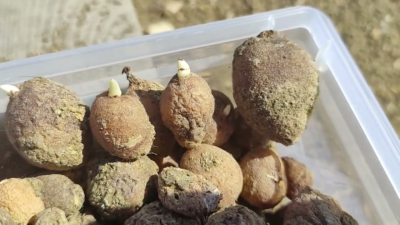 Bahçemiz - Salep Nasıl Dikilir? - Eylül 2025 - Yeni 2. Sezon