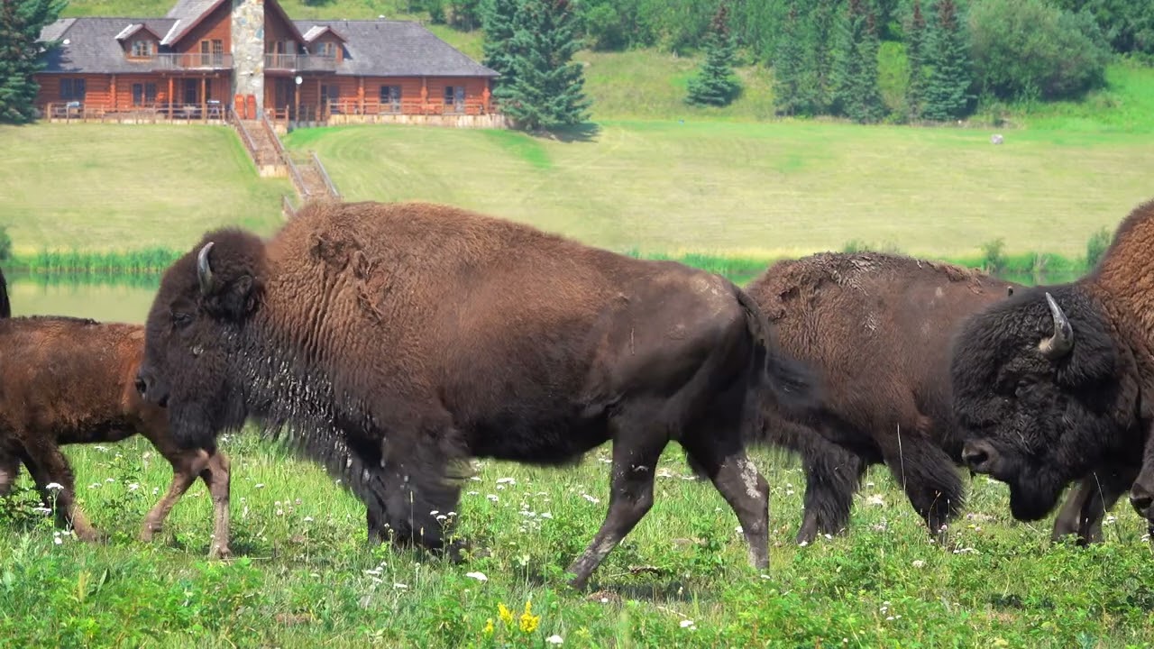 Rangeland Bison Rebellion - 1min