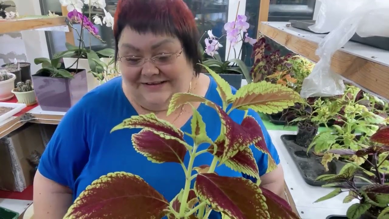 ГОТОВЛЮ КОЛЕУСЫ НА ПМЖ