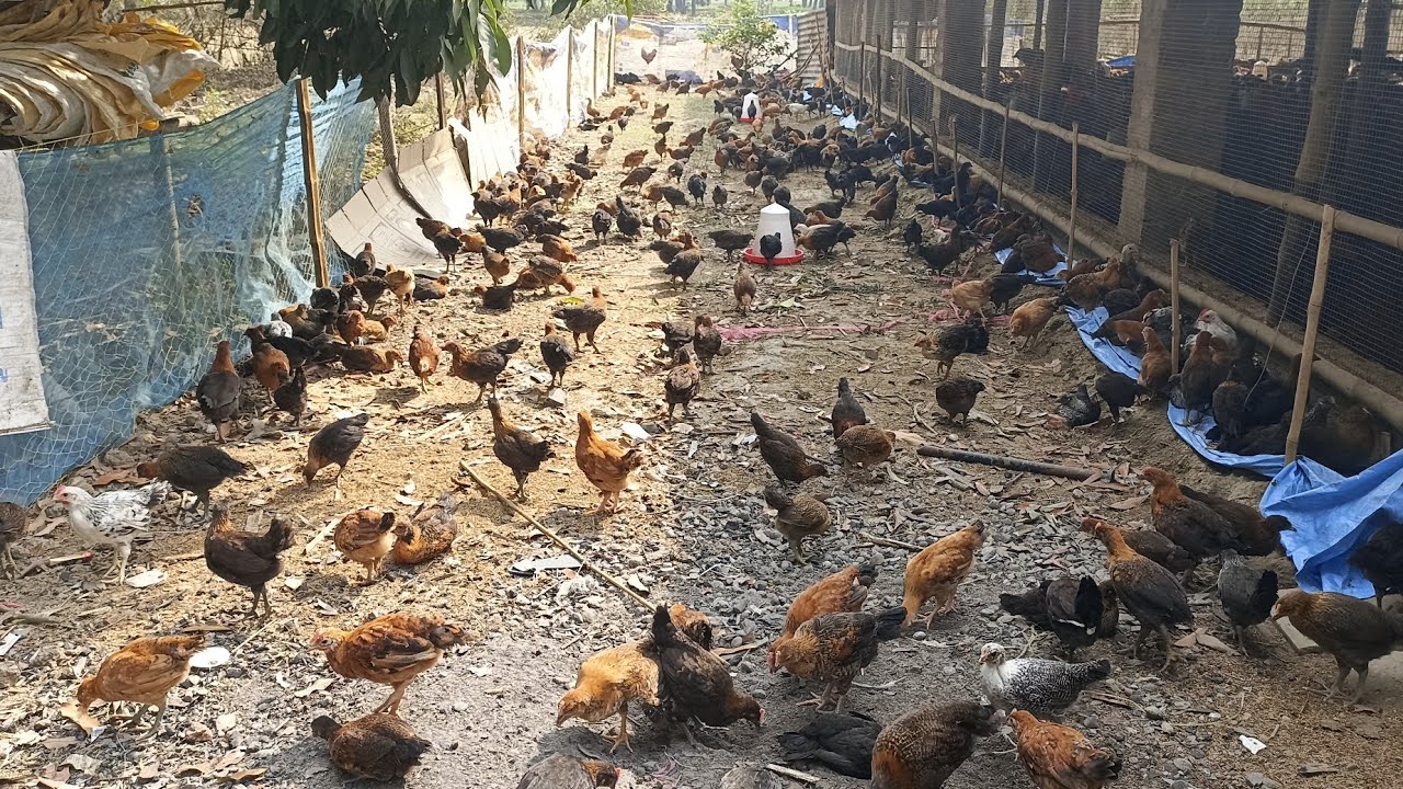 আজকে মুরগি ফার্মের বাইরে ছাড়লাম