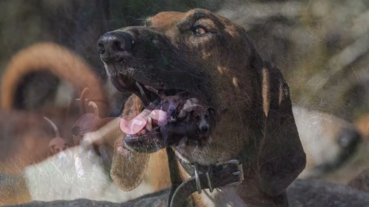 Narbonne, chien d'exception du Rallye Vouzeron