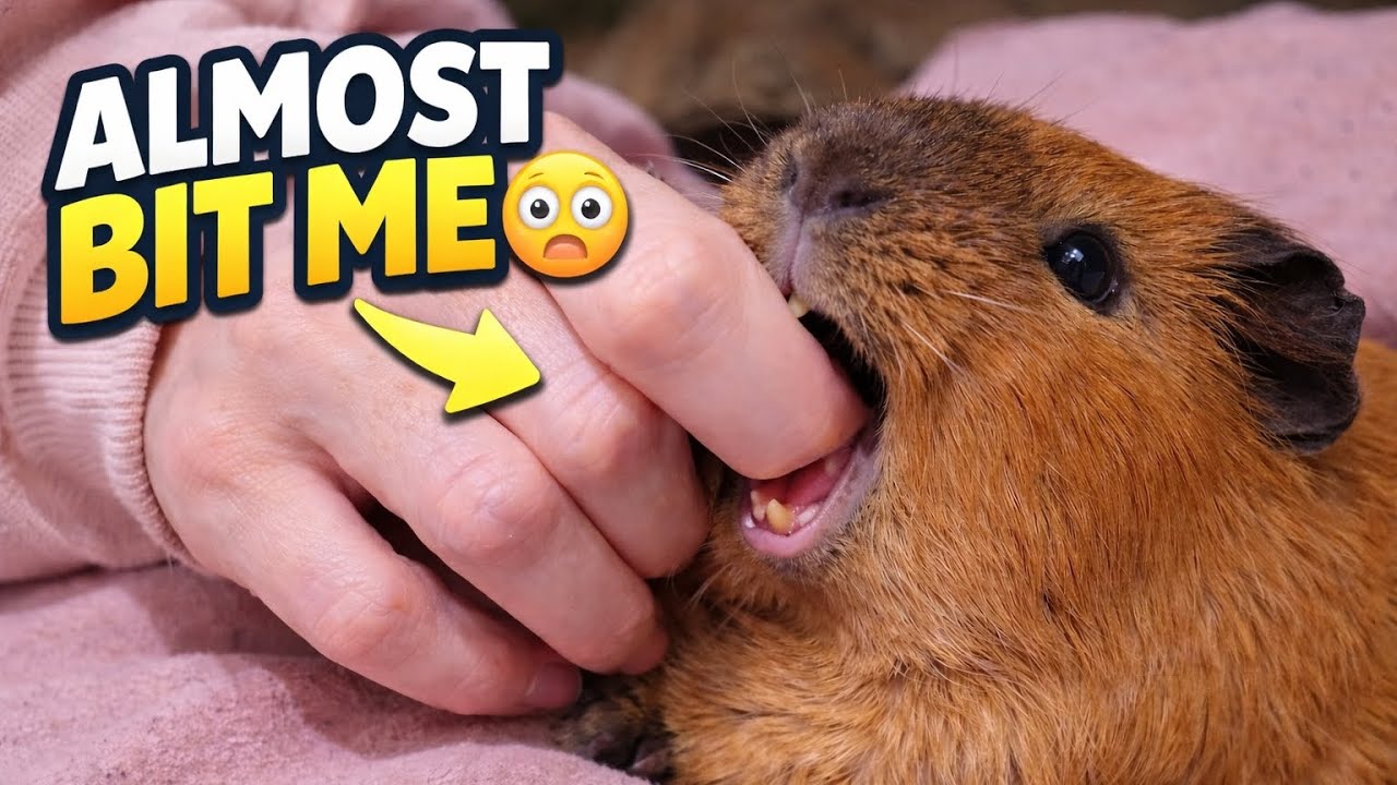 Almost Bit Her… Then He Started Purring 😅🐹