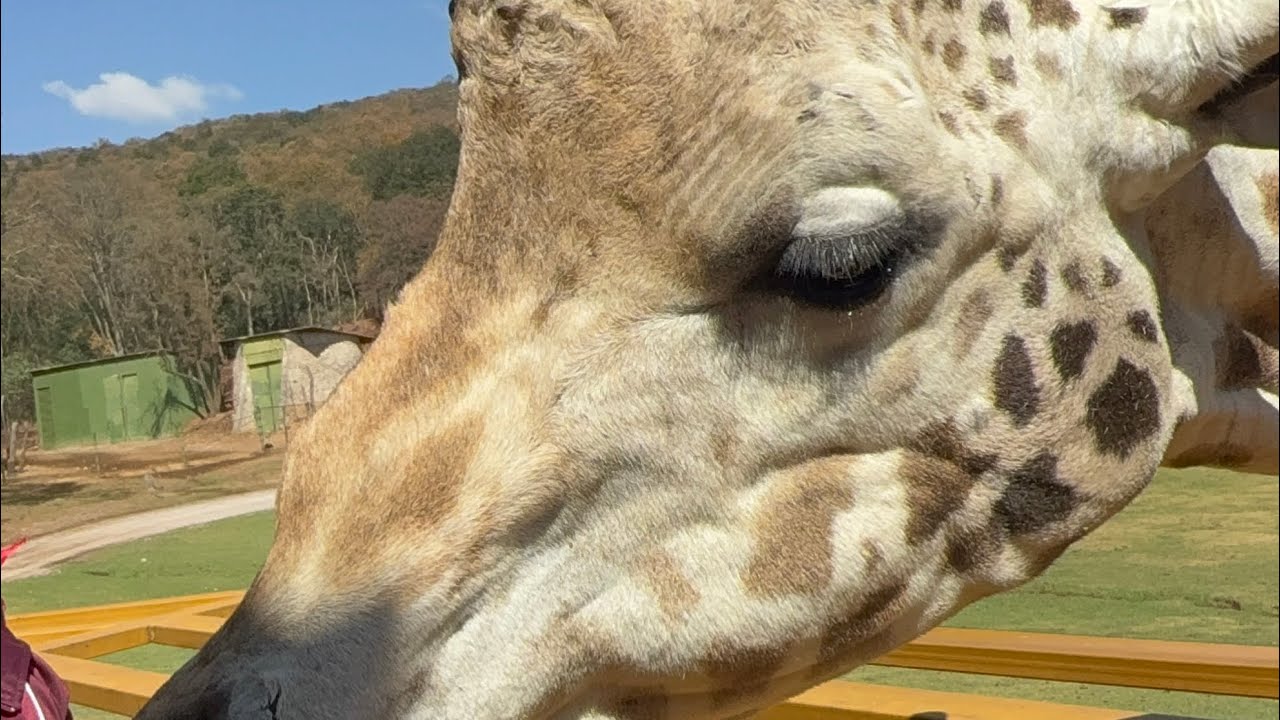 Bioparque estrella 🌟 