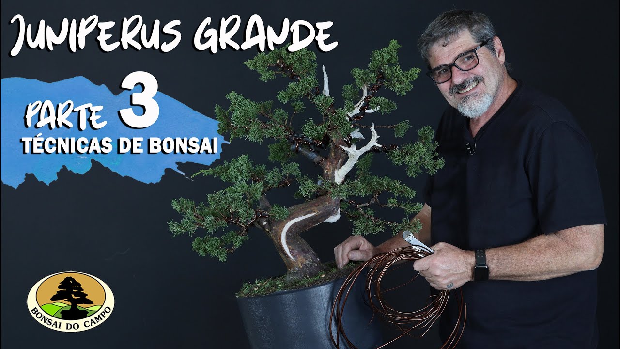 O JUNIPERUS GRANDE E A ARAMAÇÃO - PARTE 3
