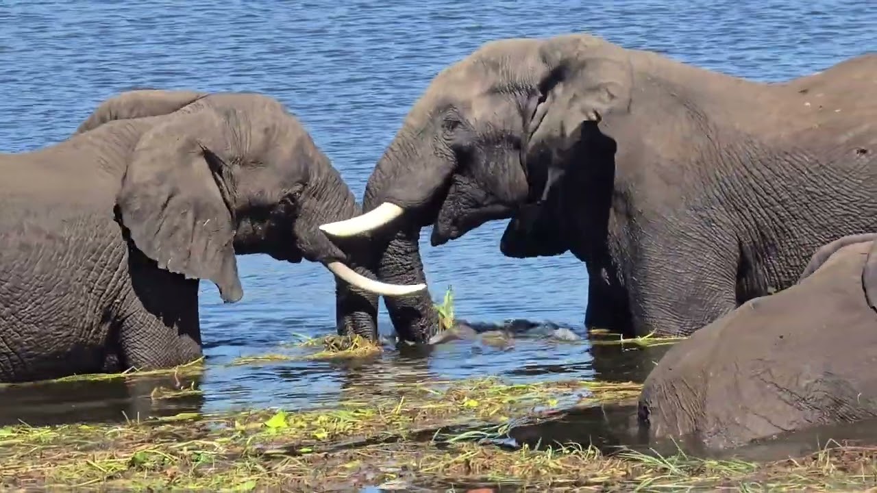 Botswana '25, Chobe N.P.