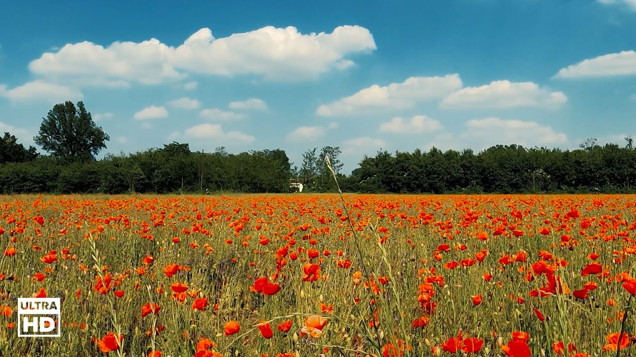 Nature Sound | Relaxing birds countryside ambient sound | 1 hour | Belgium -  Flanders Fields