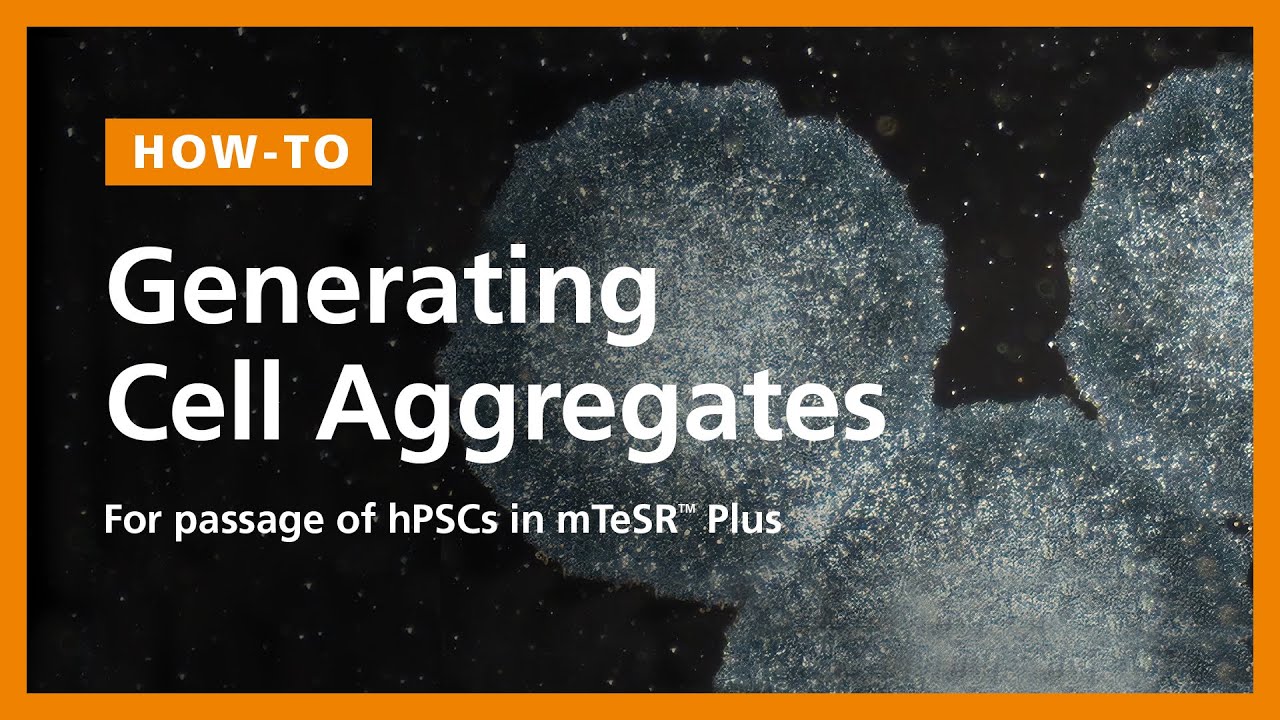 How to Generate Cell Aggregates and Passage Human Pluripotent Stem Cells (hPSCs) in mTeSR™ Plus