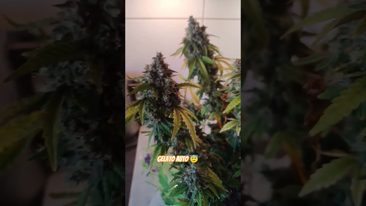 gelato Auto ernte Zeit 🤩#plants #indoor #indoorplants #cannabiseducation