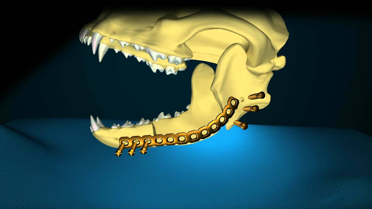 Dog Jaw Surgery Animation