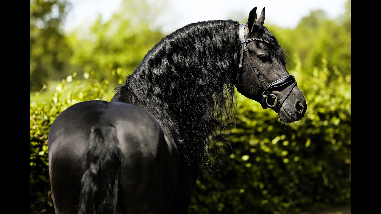 HIDDE G ; Friesian Horses  for sale https://www.blacksterlingfriesians.com questions? 415-272-2112