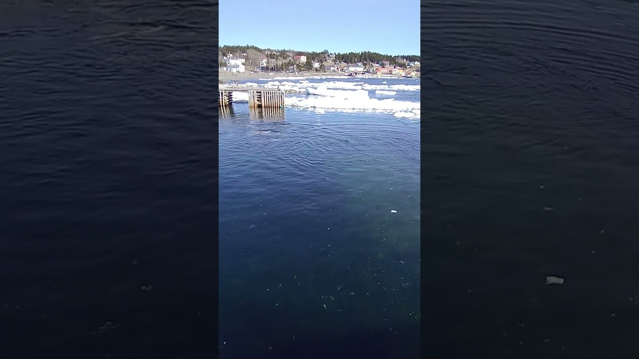 dolphins Dildo newfoundland Canada