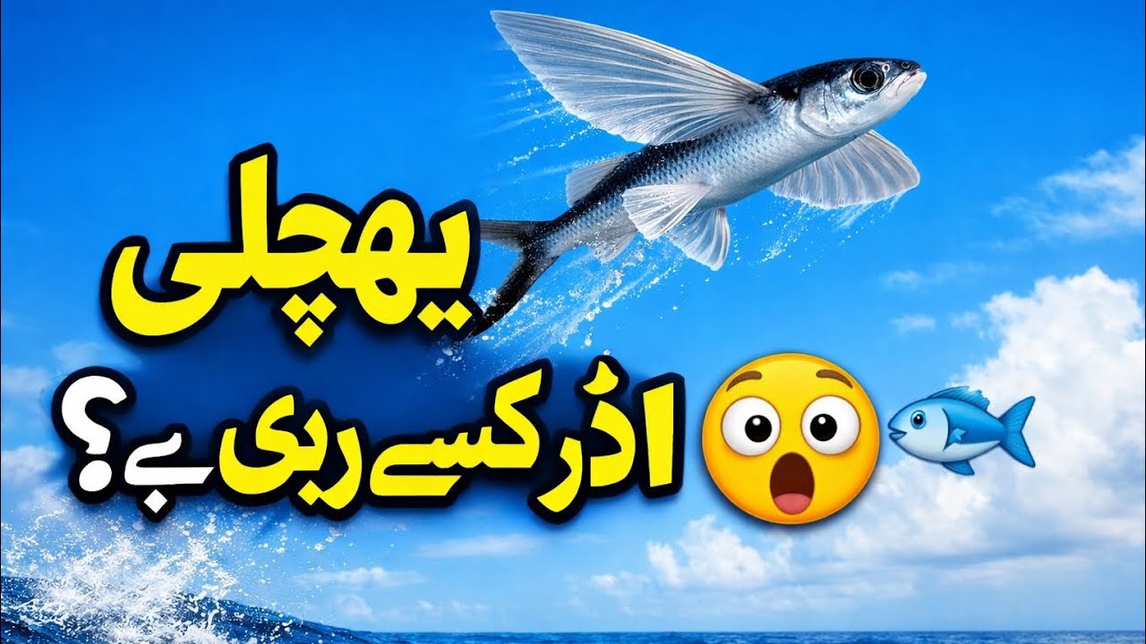 Today the Fish Said, “Everyone Must Dance in the Water!” #fish #trendingshorts 