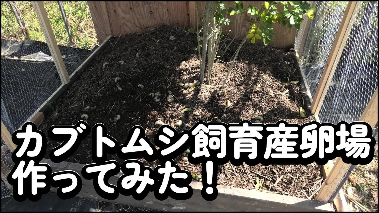 カブトムシ飼育産卵場作ってみた！
