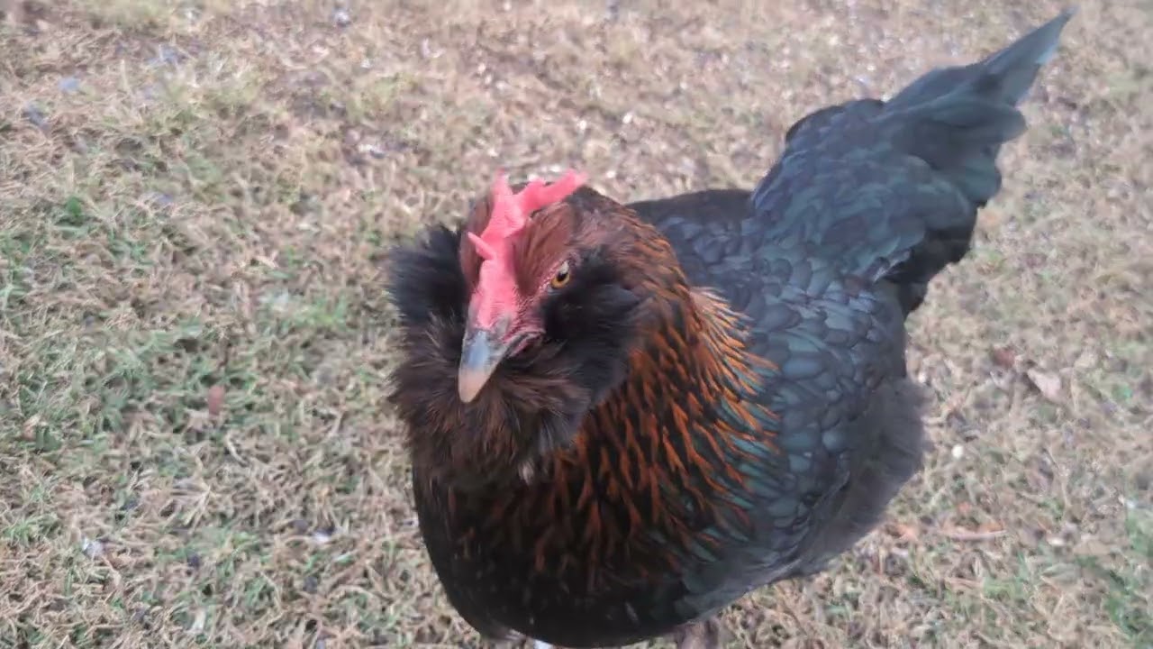 Chickens at ducks are Yellow Farm 