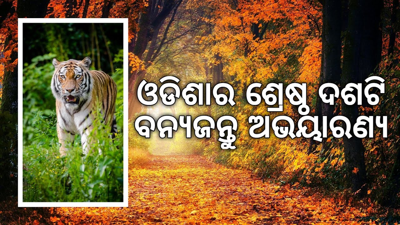 Top 10 wildlife sanctuaries in odisha || ଓଡିଶାର ଶ୍ରେଷ୍ଠ ଦଶଟି ଅଭୟାରଣ୍ୟ || ବହୁତ ସୁନ୍ଦର ସ୍ଥାନ  🐘🦁🐒🐯🐬