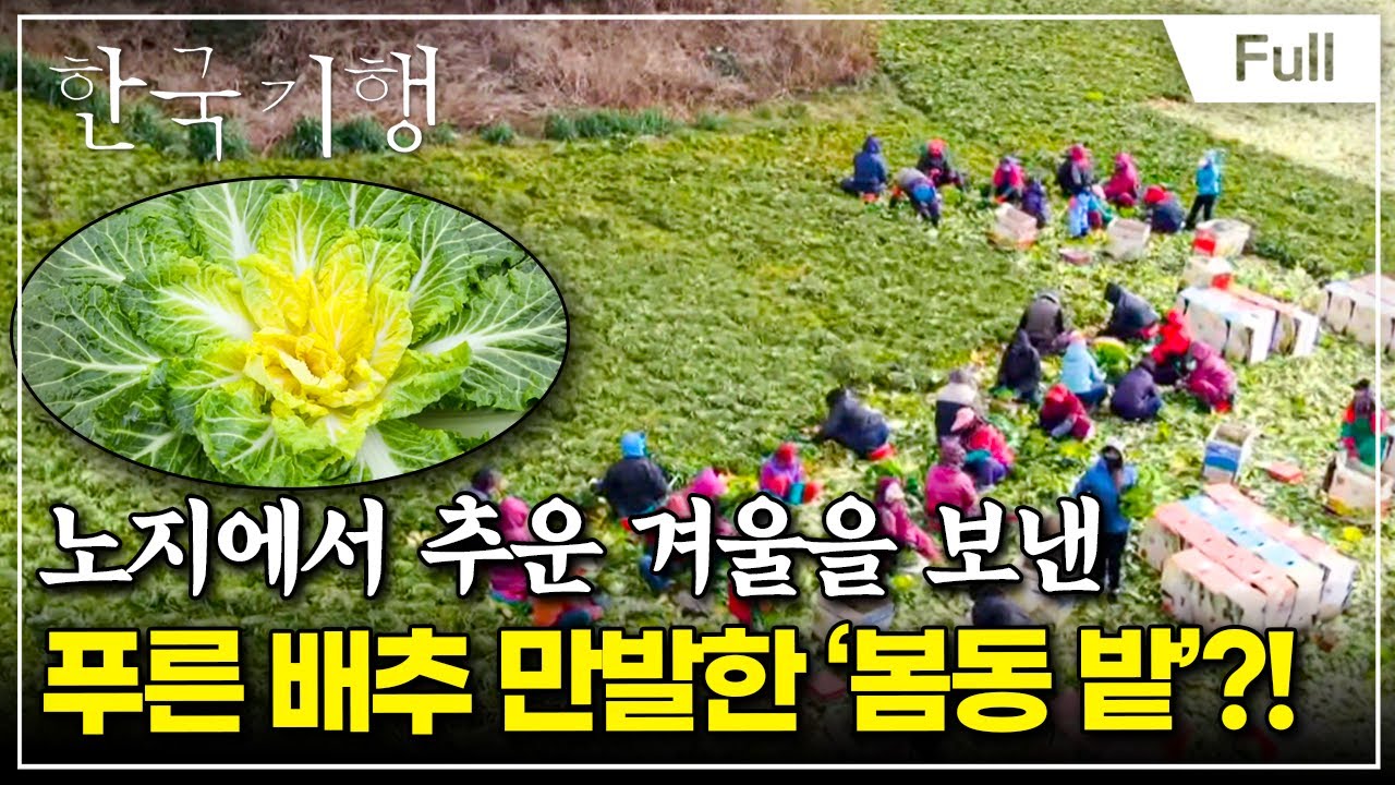 [Full] 한국기행 - 봄, 봄이 오면 제3부 봄바람 불면, 청산도