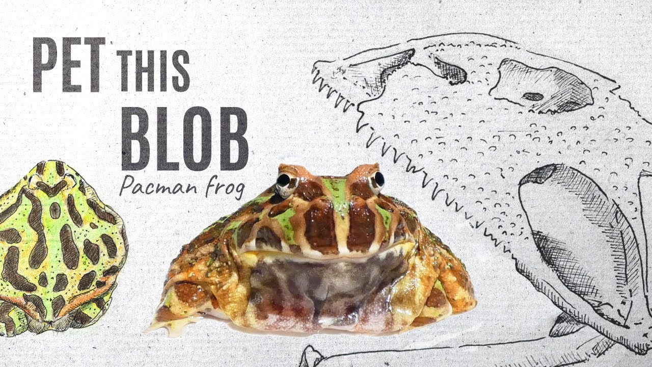 Fatman frogcare