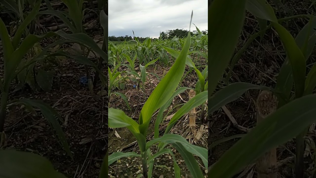 Pertumbuhan tanaman jagung NK sumo sakti setelah pupuk pertama dan gulma bersih