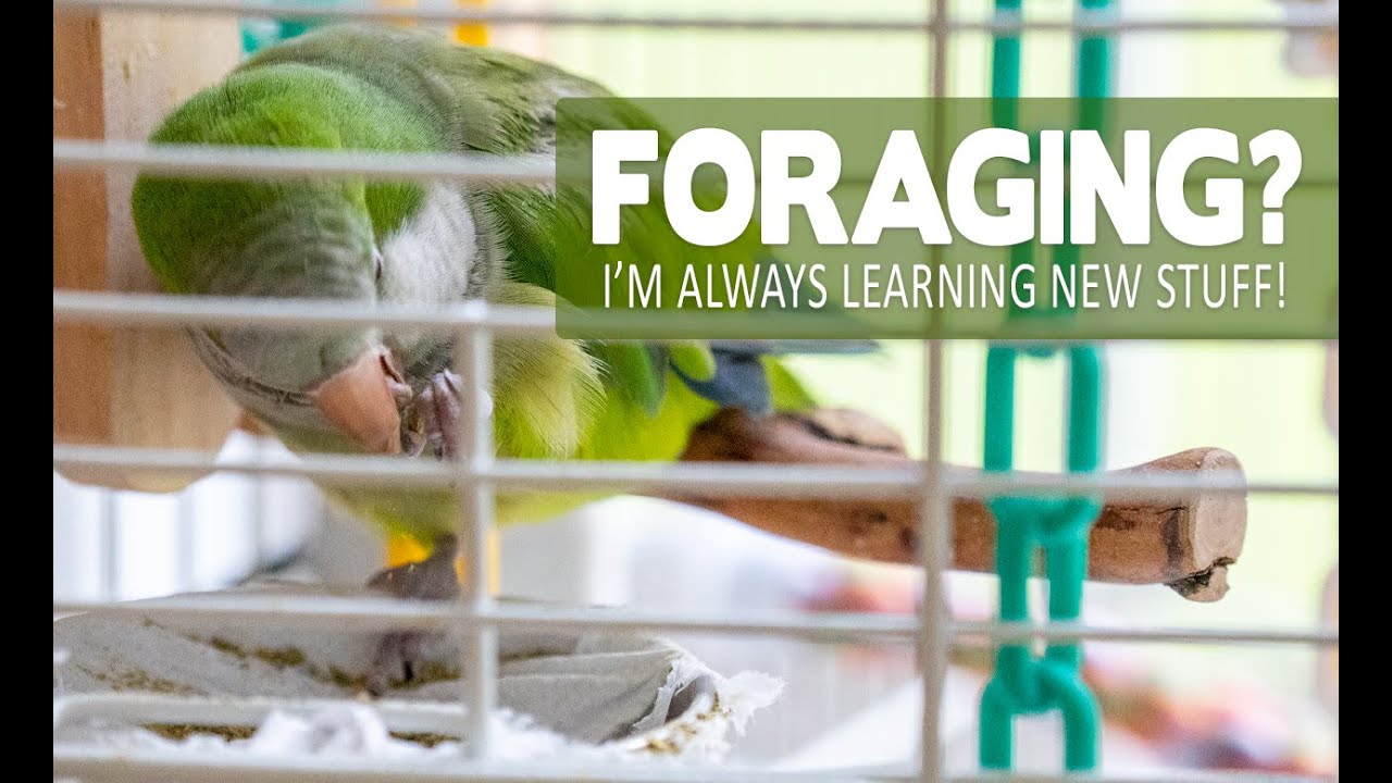 Foraging for Food - Quaker Parrot