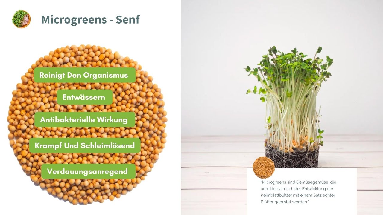 Senfsprossen Züchten & Ihre Nährstoffe Alles, was Du wissen musst! 🌱