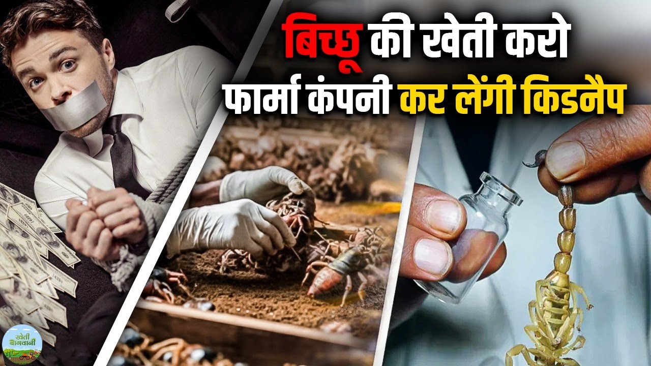 How is scorpion farming done? You'll be amazed at the earnings!