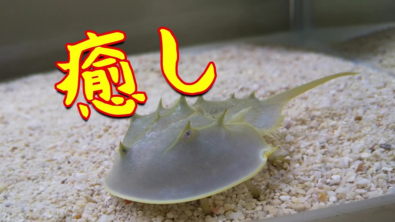 疲れを癒してくれる、我が家のカブトガニちゃんです