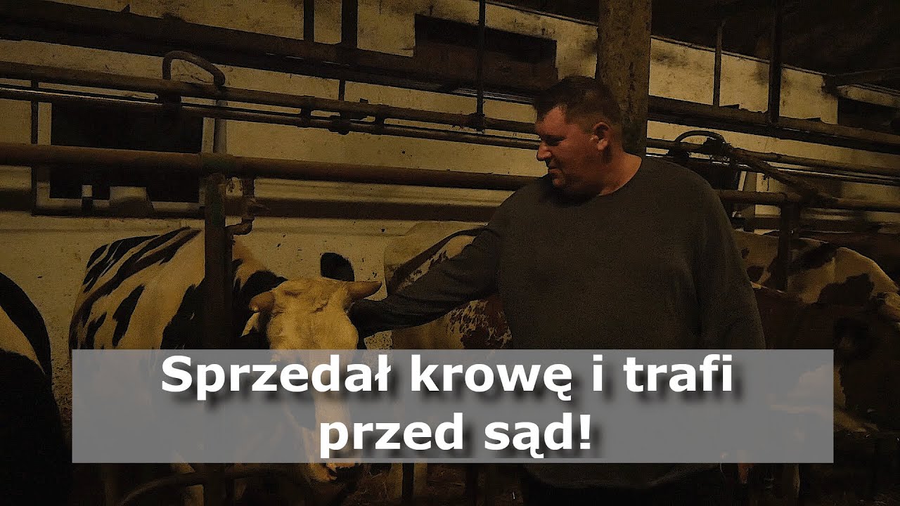 Rolnik sprzedał krowę i trafił przed sąd za znęcanie się nad zwierzętami. Dlaczego?