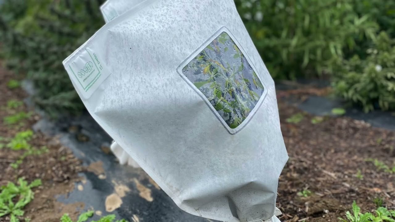 Pollen Control Products in Cannabis