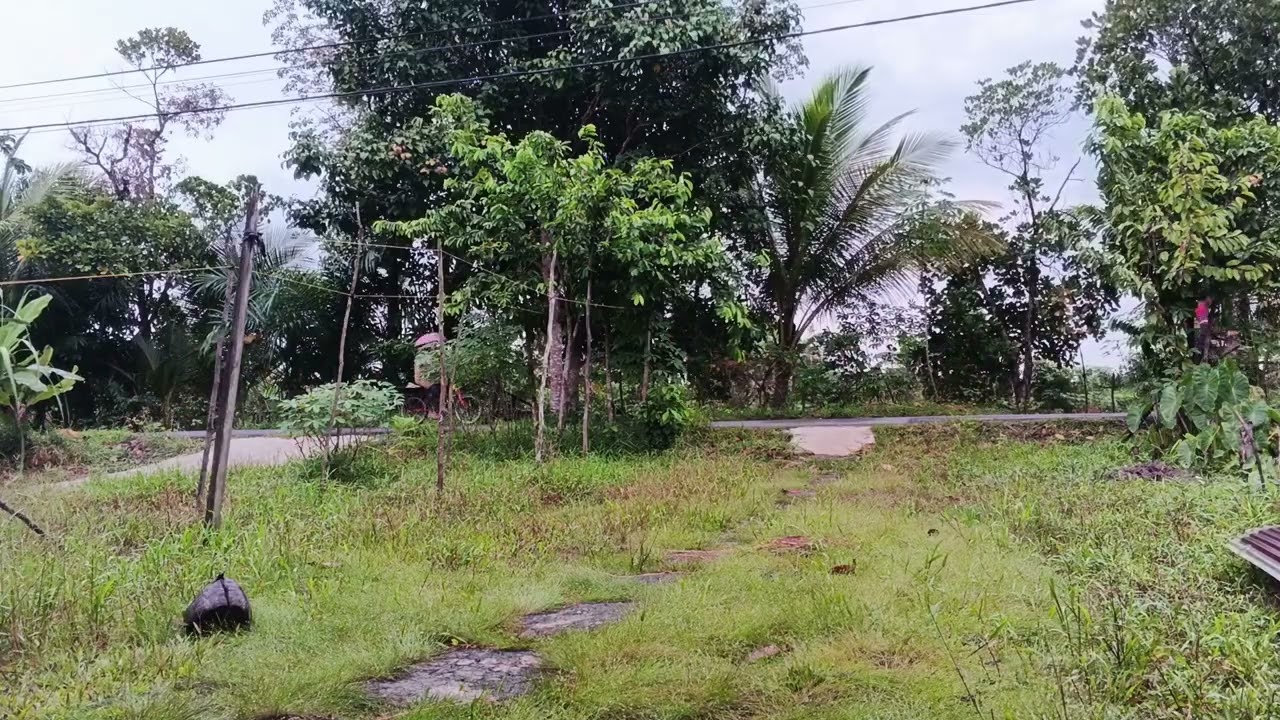 Pagi hari yang sejuk dan menenangkan di BORNEO KALIMANTAN 