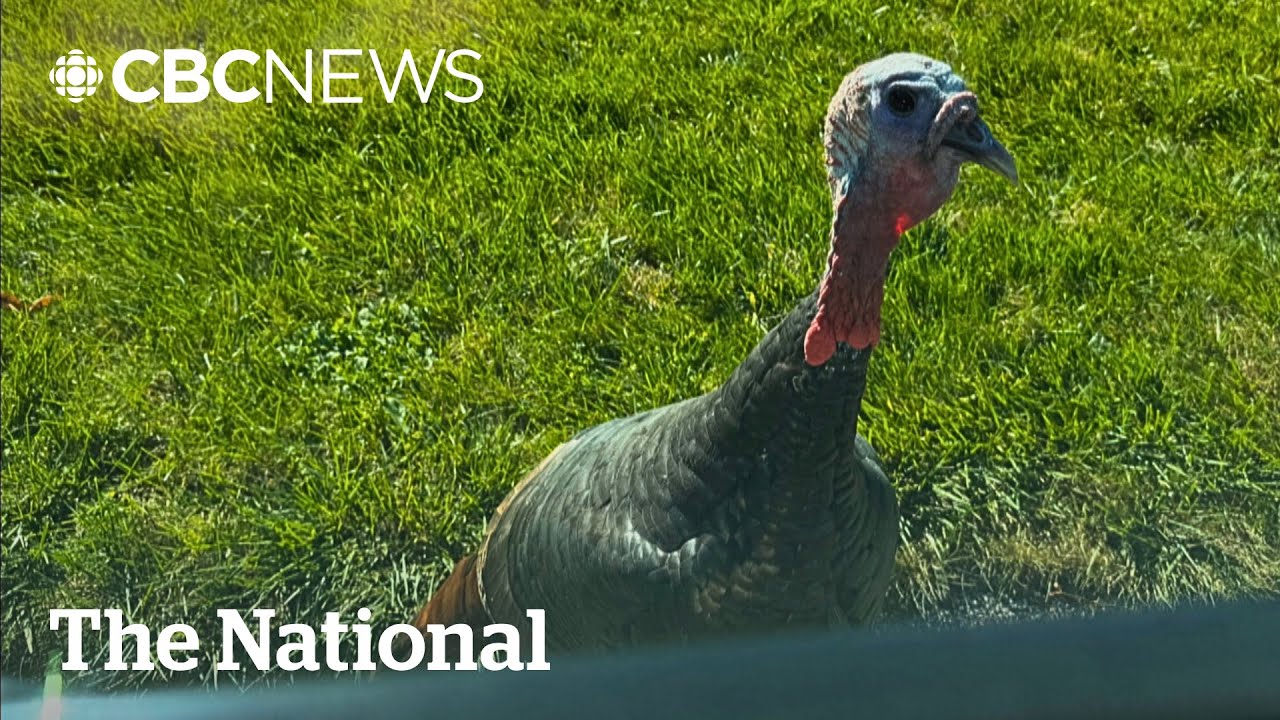 #TheMoment a wild turkey ruffled feathers in an Ottawa neighbourhood