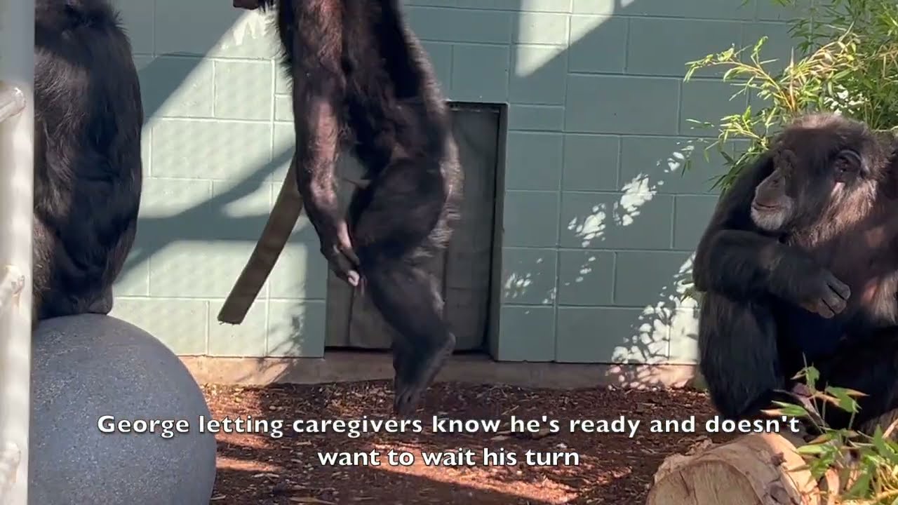 Petite D&eacute;jeuner des chimpanzees