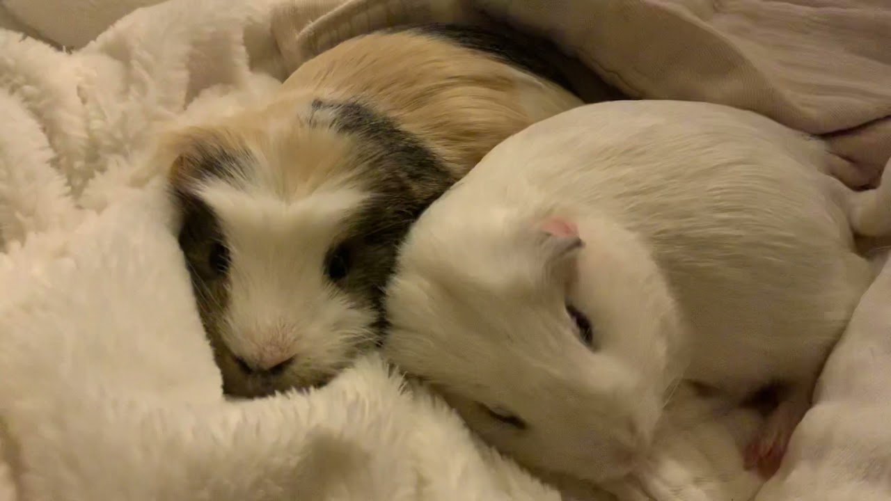 Guinea Pigs Cuddling