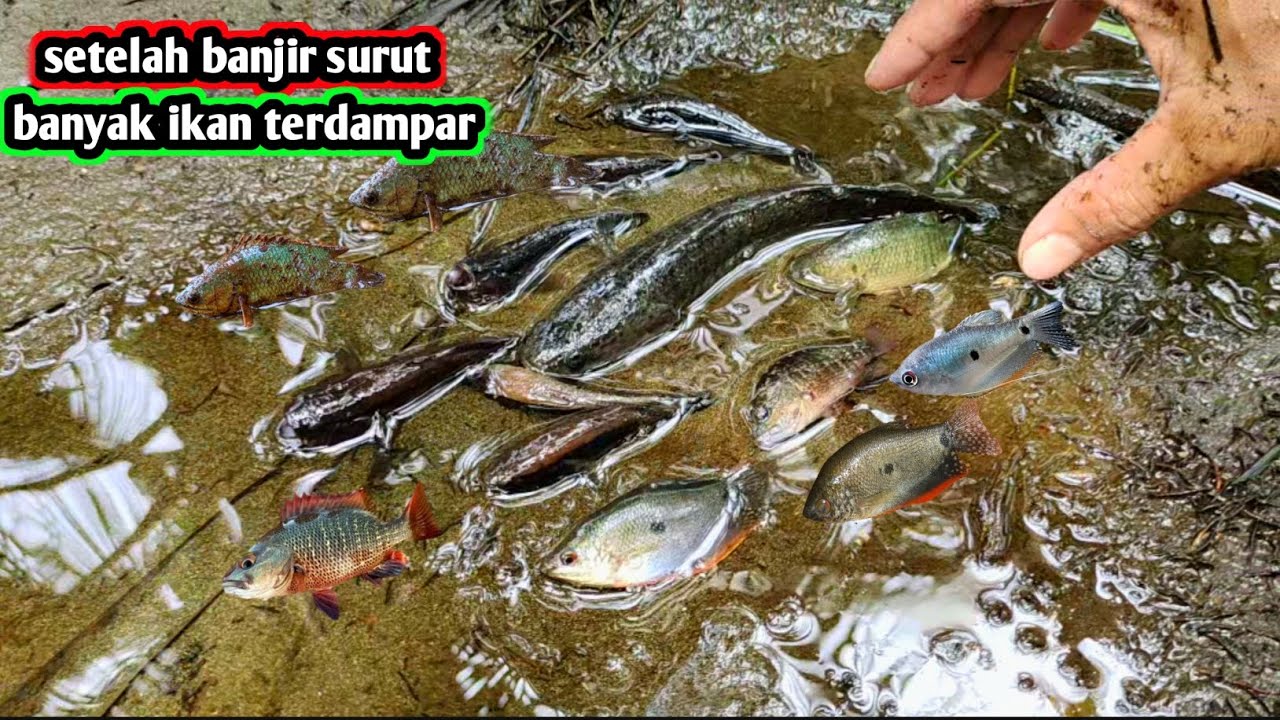 Setelah banjir surut banyak ikan terdapar di irigasi kebun kelapa