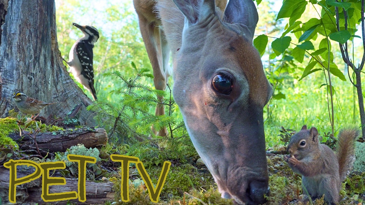 DEER & CRAZY SQUIRRELS 🦌 Stress Relief for Cats and Dogs That are HOME ALONE (Dog TV &bull; Cat TV)