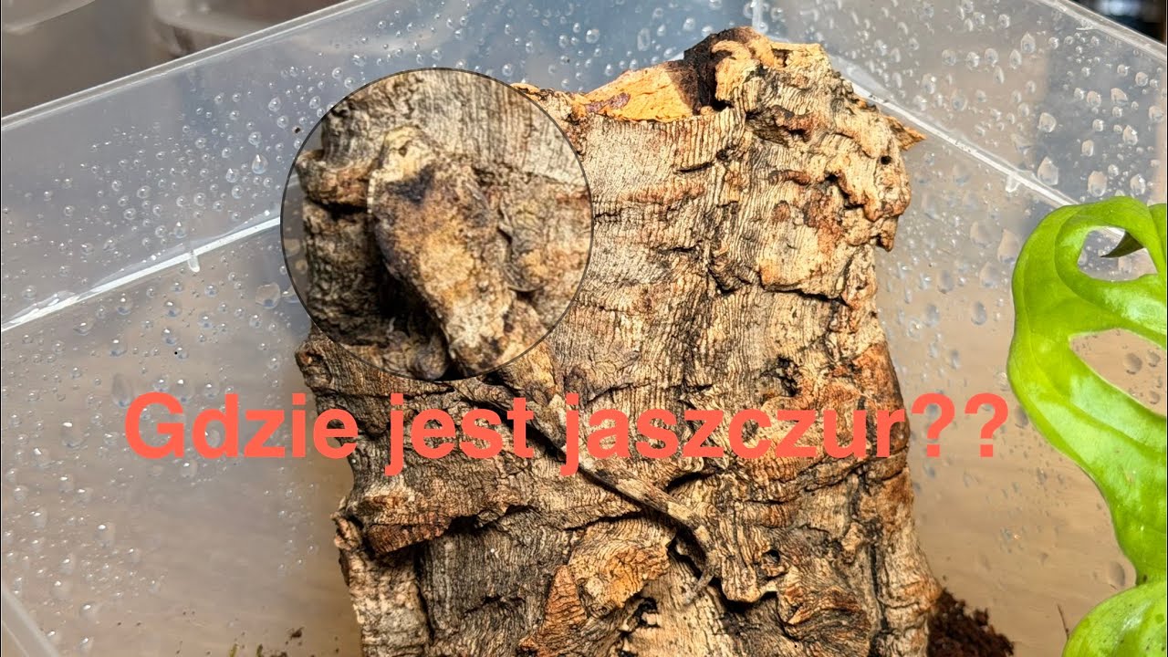 Nowa Kaledonia-co to za jaszczury??
