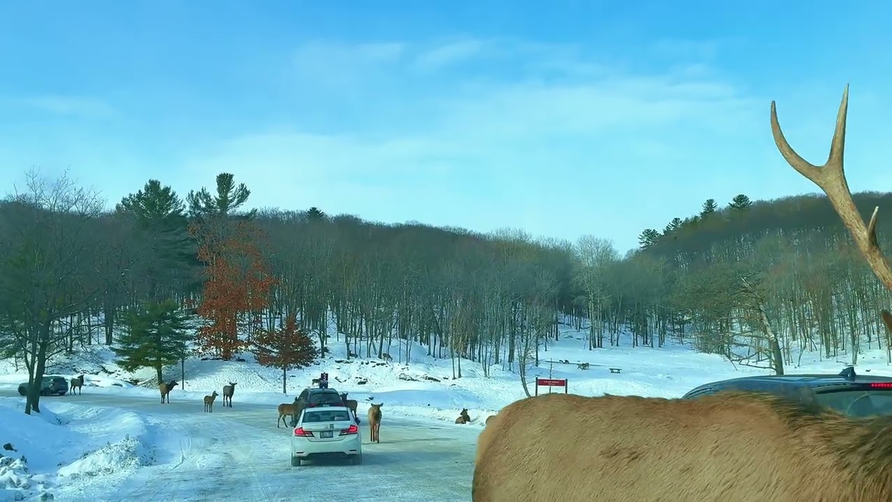 Parc Omega Winter Drive-Through ❄️ | Wildlife Up Close in a Snowy Canadian Safari