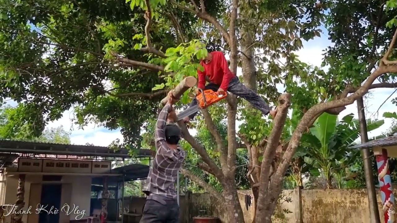 The man pruning a Rambutan in Temple