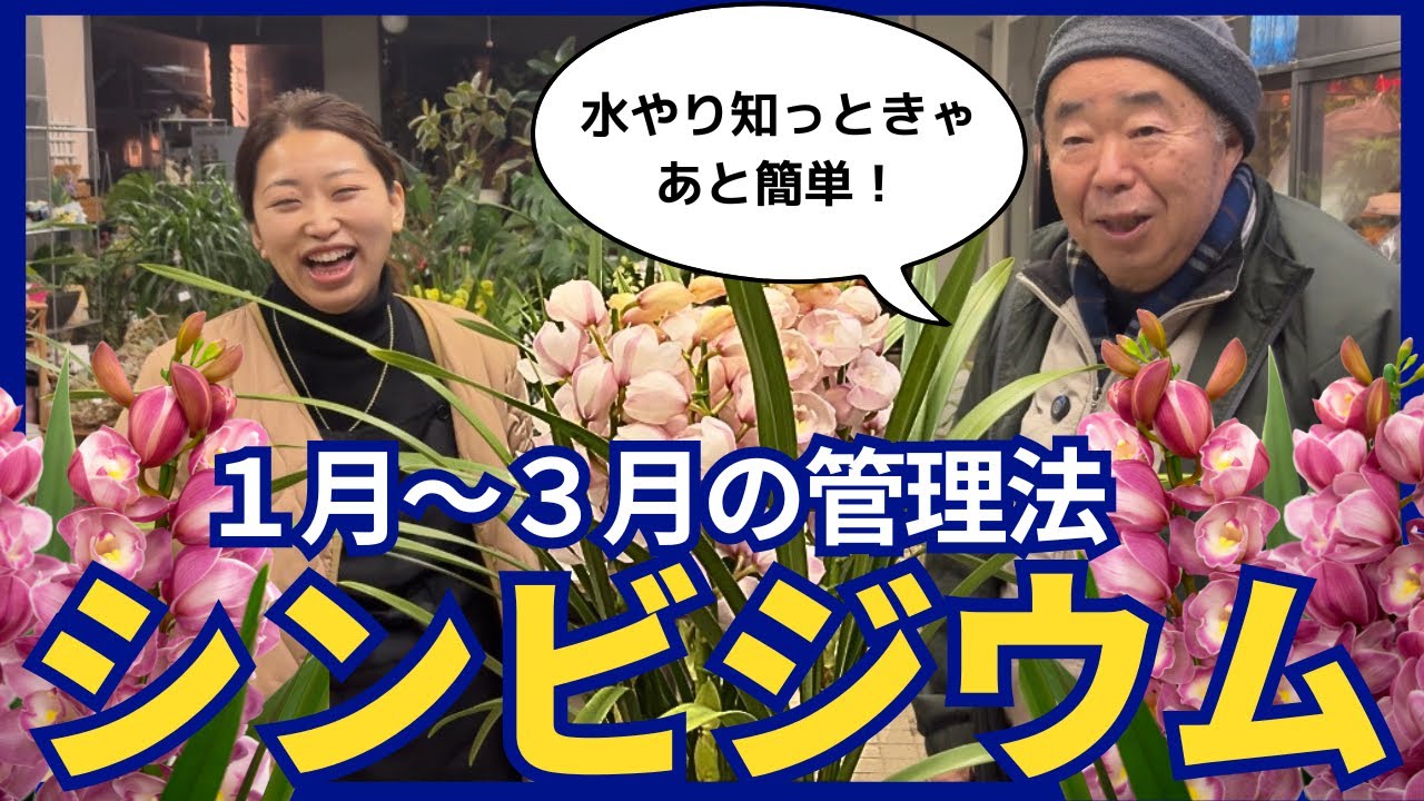 【1月〜3月の管理が重要】シンビジウムの育て方｜水やり・置き場所・花後の管理を花屋が解説
