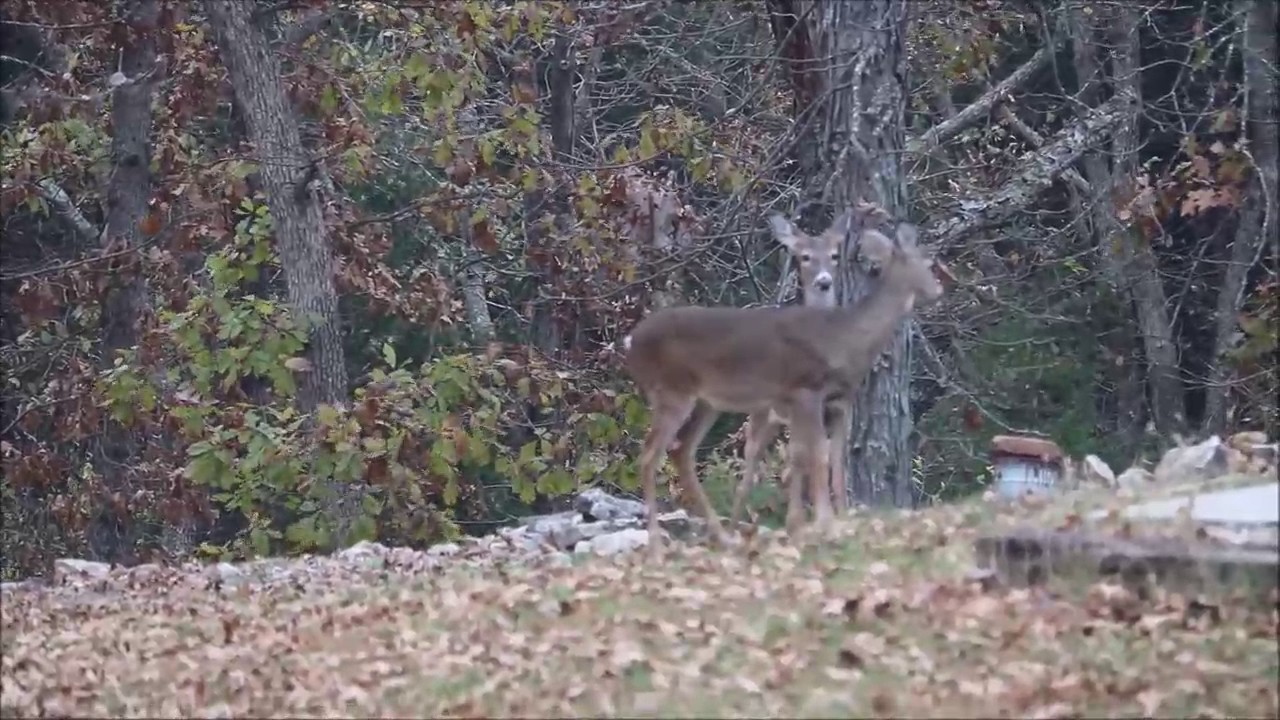 Rock'em Sock'em Does