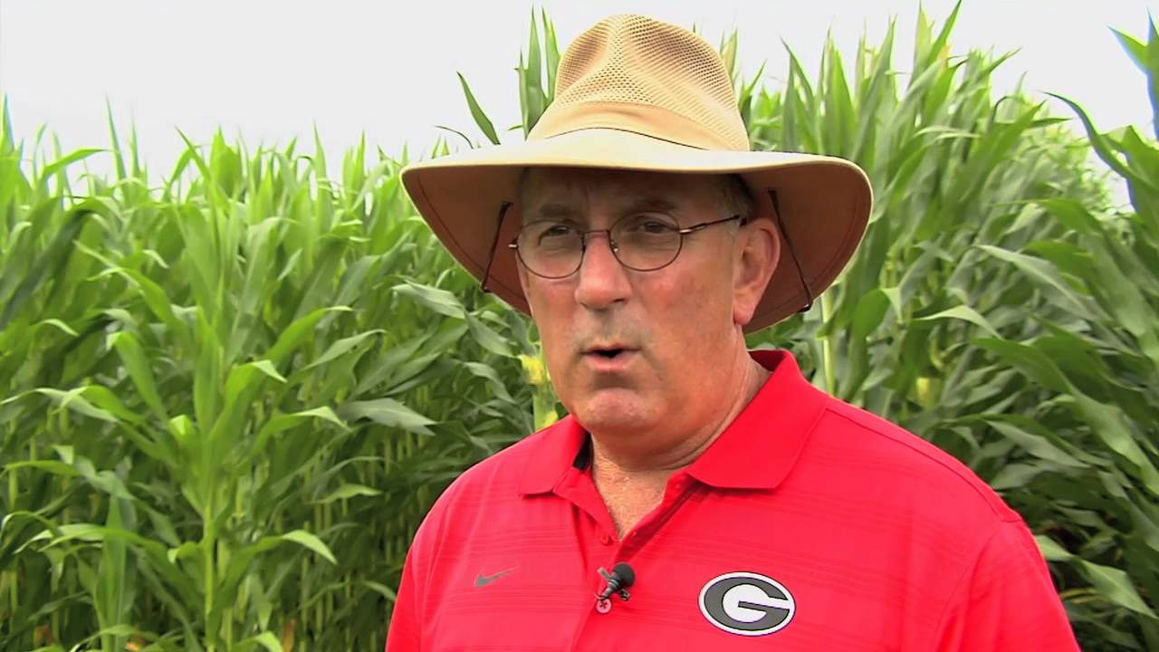 UGA Researcher Looks To Grow Better Corn With Help From Clover