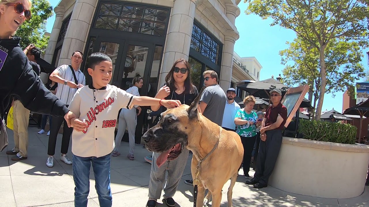 Cash 2.0 Great Dane at the Americana at Brand in Glendale, California 2