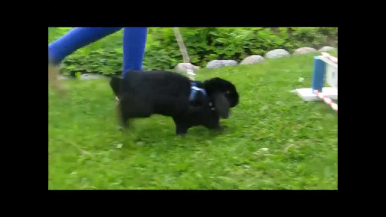 Hessu hyppii esteit&auml;