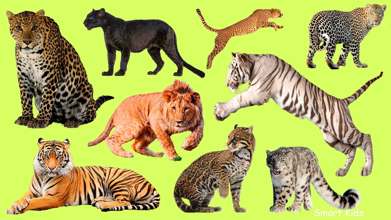 Learn names Greatest Big Cats  in English  | Learn Sounds of Greatest Big Cats for Kids