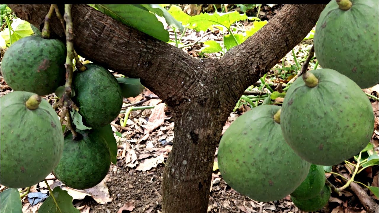 SI TU AGUACATE NO DA FRUTO O POCO DEBES HACER ESTO PARA QUE SE LLENEN DE FRUTO EN ABUNDANCIA PODA 