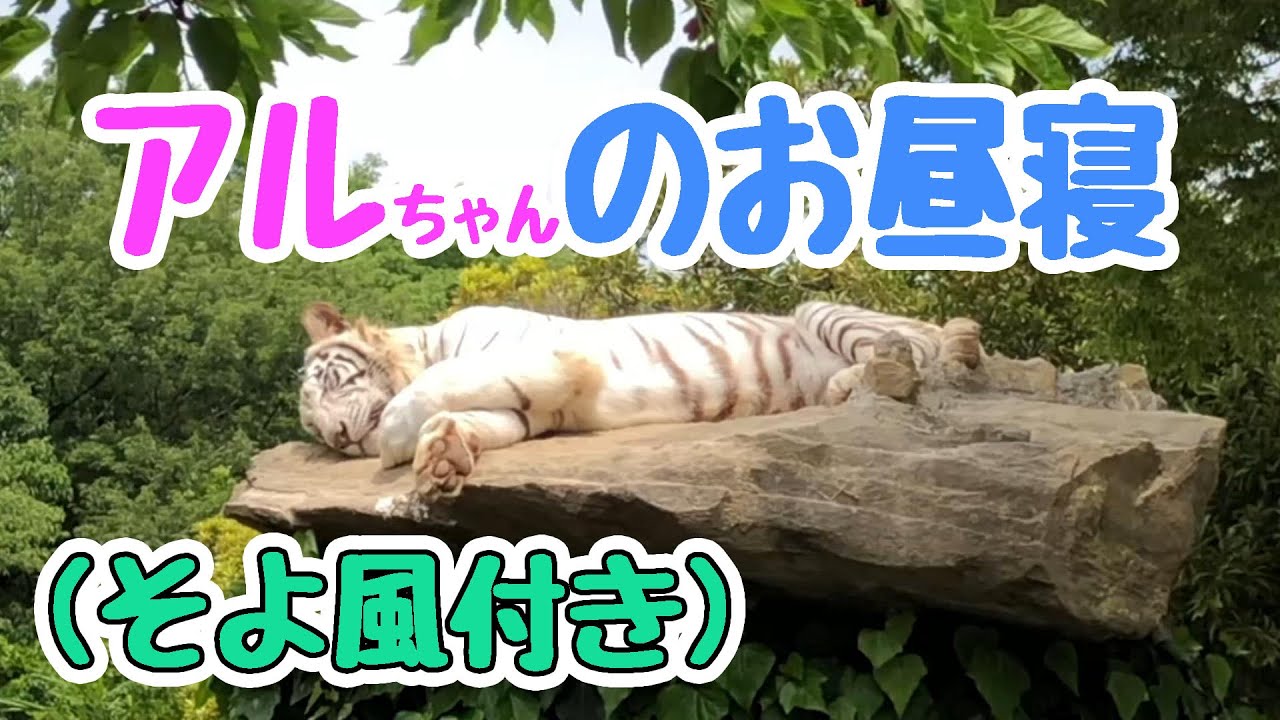 【ホワイトタイガー 】サワサワ涼風