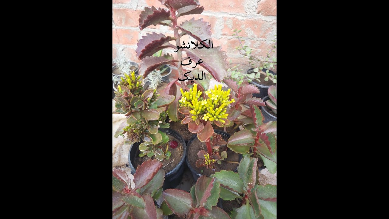 اكثار نبات الكلانشو او عرف الديك