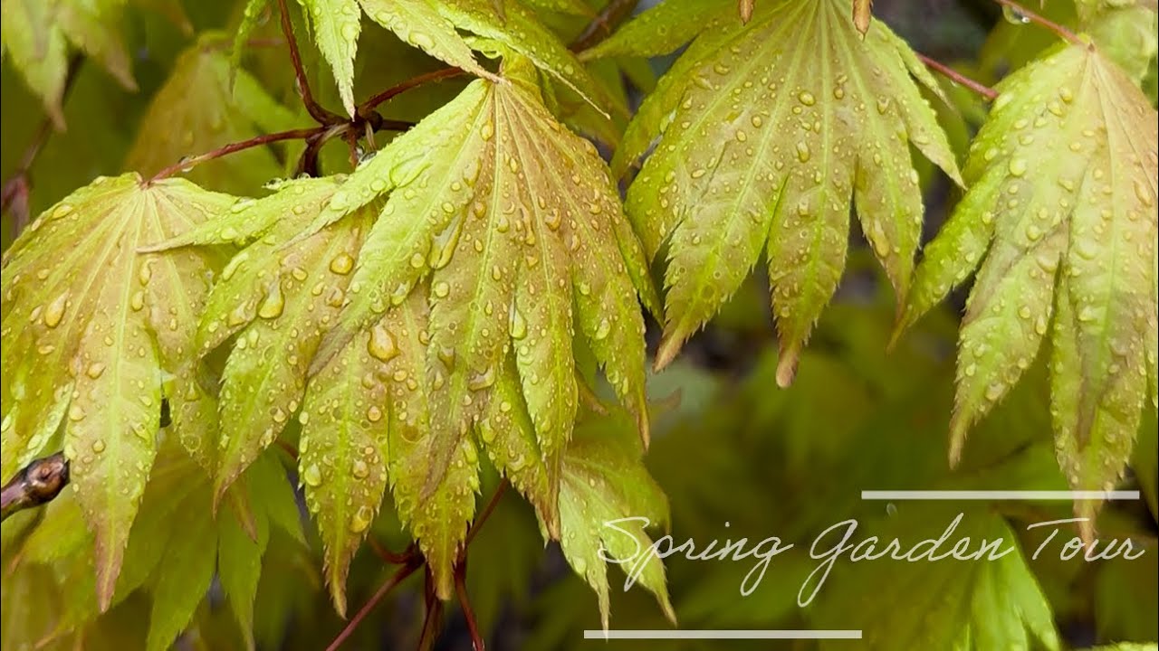 Spring Japanese Maple & Conifer Garden Tour: Part I
