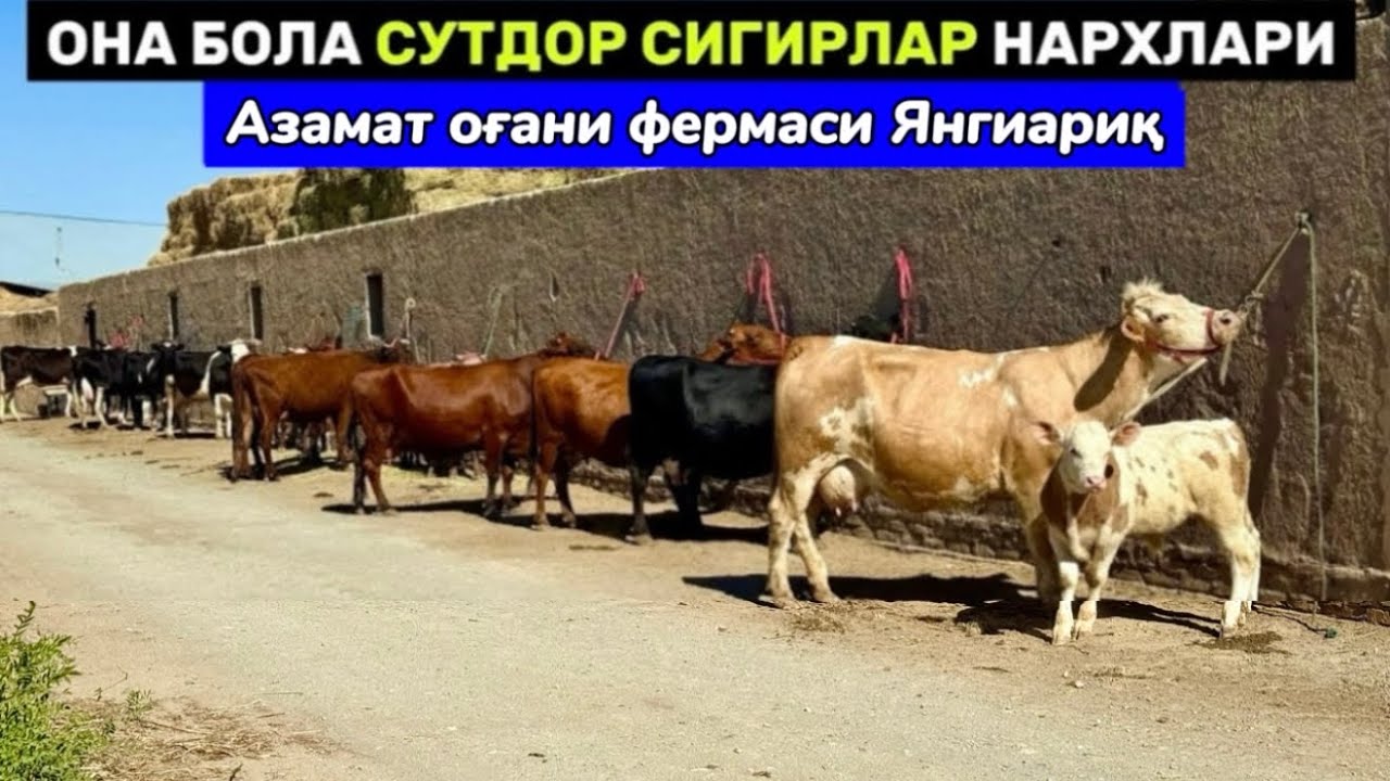 ОНА БОЛА СУТДОР ЗОТДОР СИГИРЛАР ЗЎРЛАРИ Азамат оғани фермаси Янгиариқ 29-мая 2025 г.