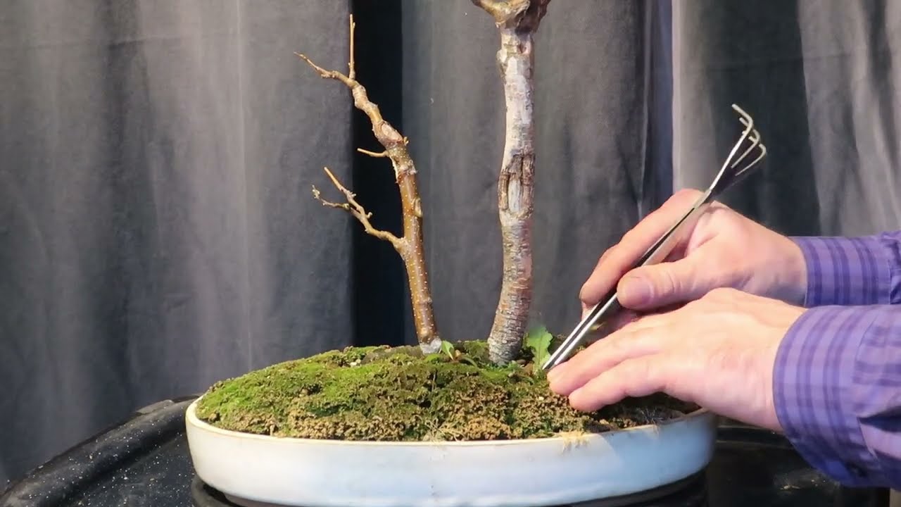Betula Pendula (mesteacăn) - proiect bonsai ep.7 tăiere de formare